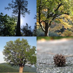 Clockwise from top left: (1) &quot;Loblolly Pine,&quot; photo courtesy of Flickr user 'Konomike', Photo taken in Johnston County, NC. Posted on April 26, 2009. (2) &quot;Oak Tree and Bench,&quot; photo courtesy of Flickr user 'Bumeister',  Image taken in Chapel Hill, NC on UNC-Chapel Hill's campus. Photo taken on November 19, 2007. (3) &quot;Sweet Gum Seed Tree Pod,&quot; Photo courtesy of Flickr user 'Ivy Dawned',  Photo taken on September 24, 2008. (4) &quot;Tulip Poplar!&quot; photo courtesy of Flikr user 'BlueRidgeKitties', Photo taken on May 20, 2010 in Laxon, NC.