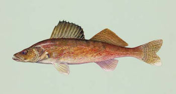 Walleye