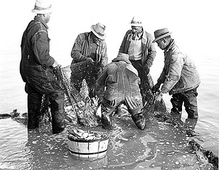 &quot;Brickle, Edenton, Shad and Herring fishing n.d. (1935-1940). From the Charles A. Farrell Photograph Collection, PhC.9, North Carolina State Archives, Raleigh, NC, access #: PhC_9_2_58_11a. 